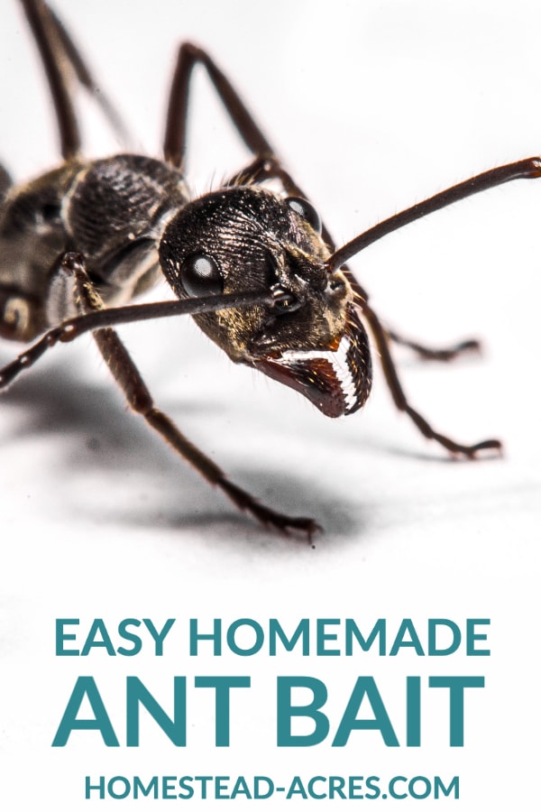 How To Get Rid Of Ants With Borax Homestead Acres