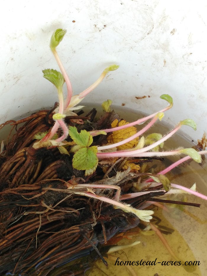 How To Grow Strawberries Planting And Growing Amazing Strawberries