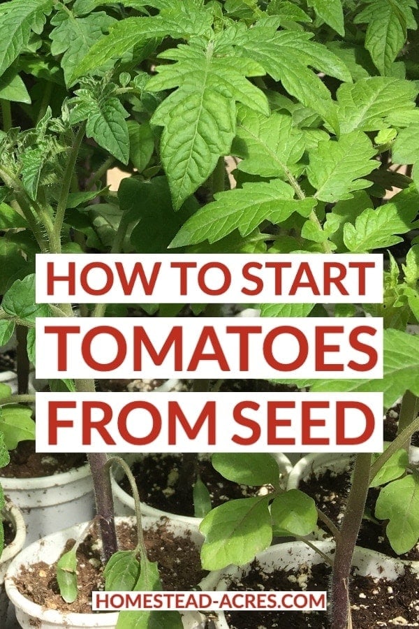 Planting Tomato Seeds: How To Start Tomato Plants From ...