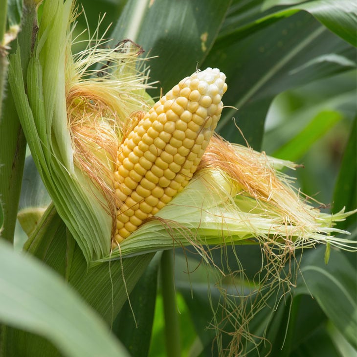 How To Grow Corn In A Square Foot Garden Homestead Acres How To Grow Corn In A Square Foot Garden Homestead Acres