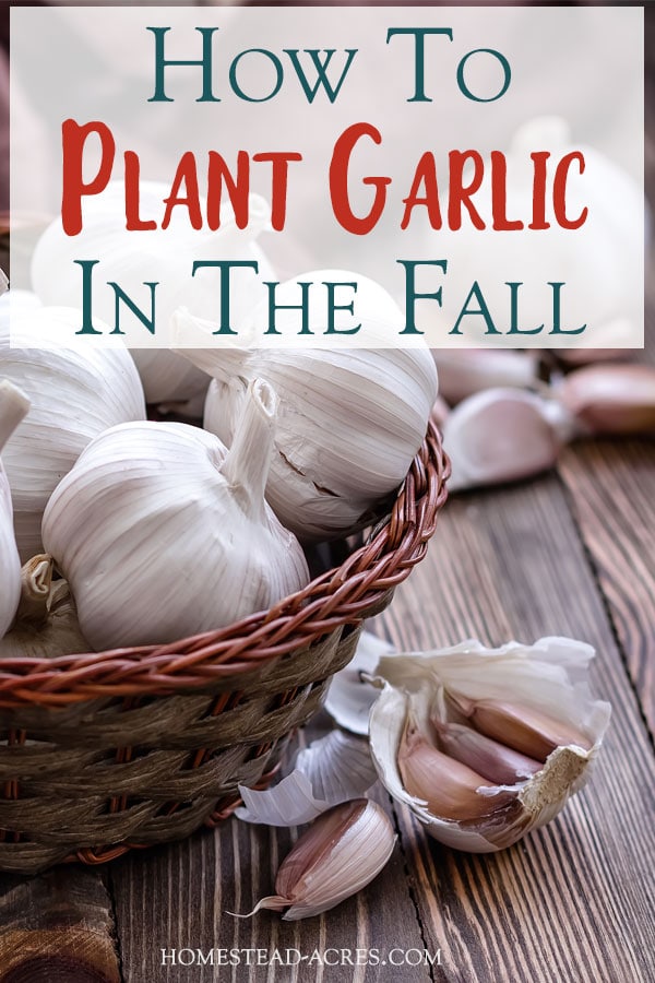Growing Garlic How To Plant Garlic In The Fall