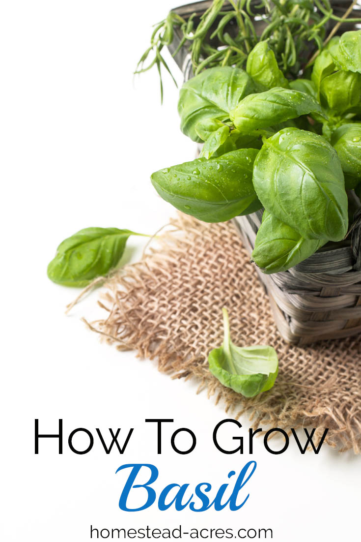 How To Grow Basil Homestead Acres
