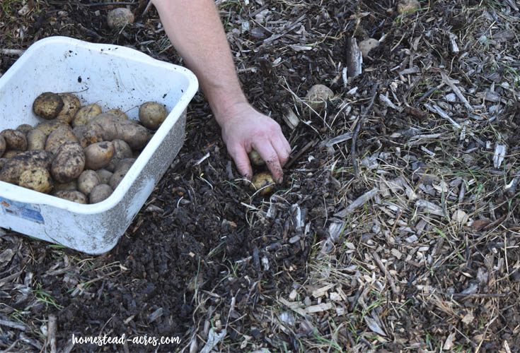 Planting Potatoes How To Plant Potatoes In The Fall Planting Potatoes How To Plant Potatoes In The Fall