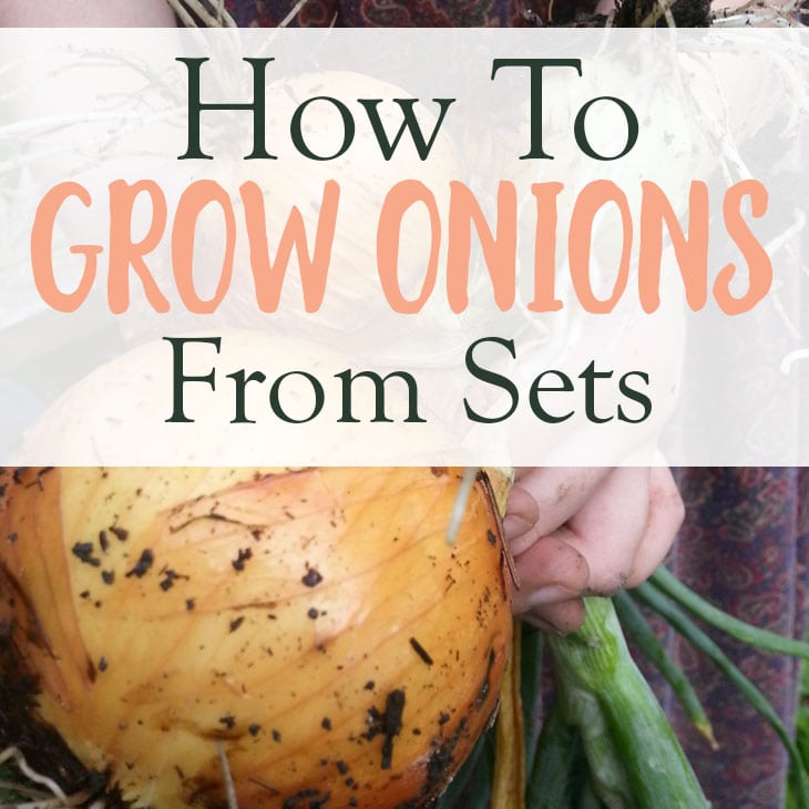 How To Grow Onions From Sets For A Easy Harvest Homestead Acres