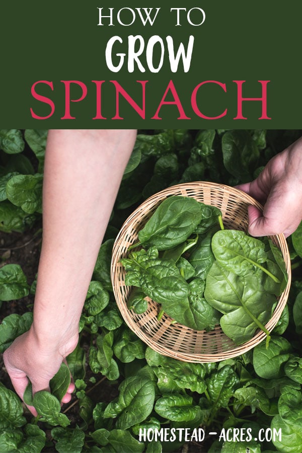 Growing Spinach How To Plant Grow And Harvest Growing Spinach How To Plant Grow And Harvest