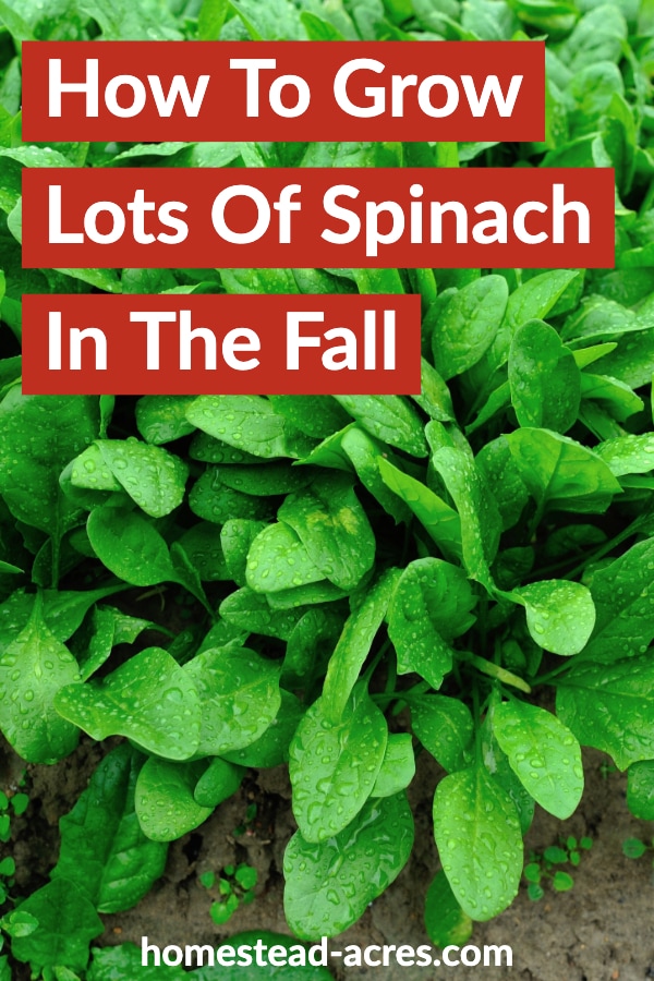 How To Grow Spinach In The Fall For The Best Spinach Homestead Acres