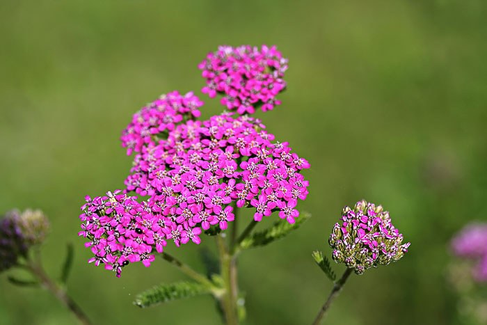 Grow yarrow flowers to attract butterflies to your garden.