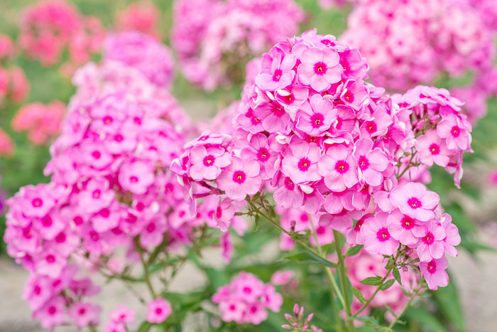 Grow garden phlox in your butterfly garden to attract lots of butterflies.