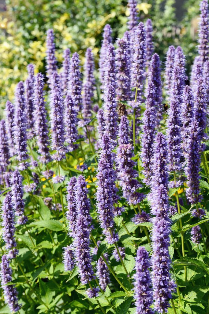 Grow licorice mint to attract butterflies to your garden.
