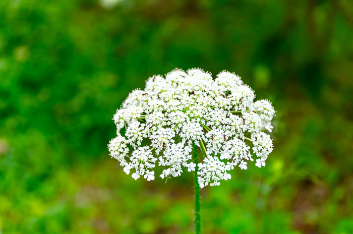 Grow Bishop's Flower to attract butterflies to your garden.