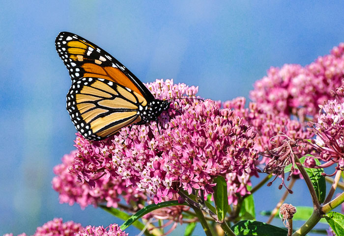 Grow milkweed in your garden to attract butterflies!