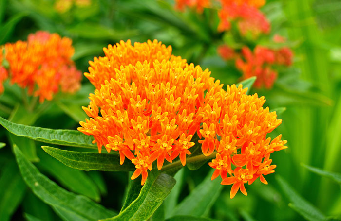Grow butterfly bush milkweed to attract butterflies to your home garden.