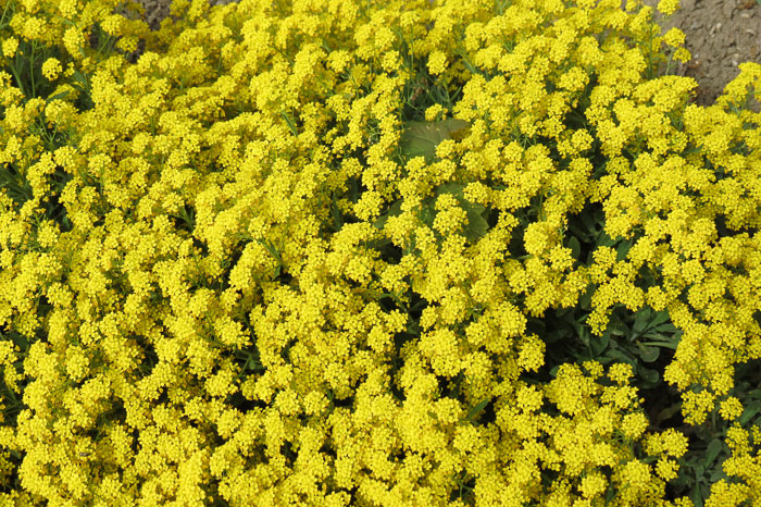 Grow Basket of Gold flowers to help attract butterflies to your garden.