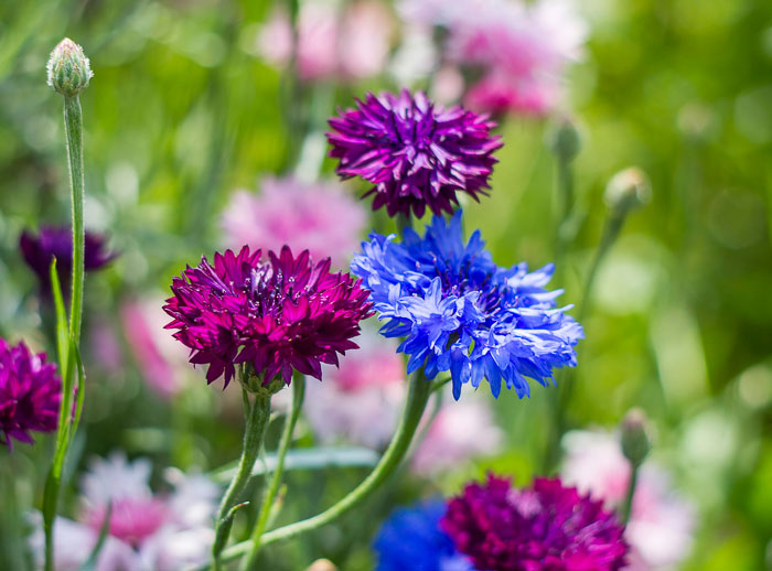 Grow bachelor's buttons flowers to help attract butterflies to your garden.