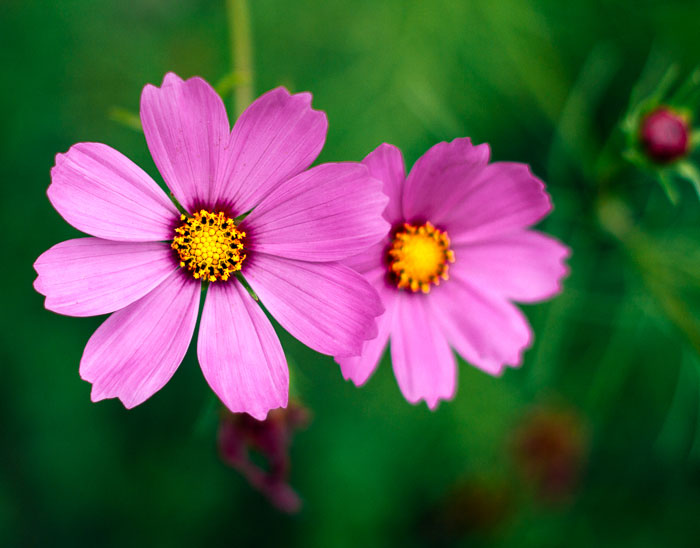 Grow cosmos flowers in your garden to help attract butterflies.