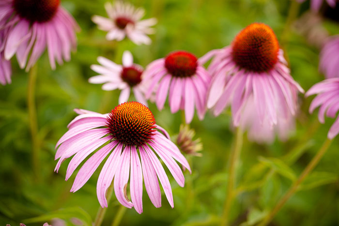Flowers that attract butterflies, grow purple coneflowers or echinacea to attract butterflies to your garden.