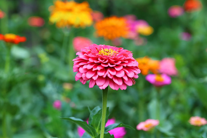 Try growing zinnias to attract butterflies to your garden.