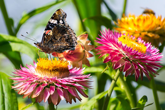 Grow strawflowers to attract butterflies to your backyard garden.