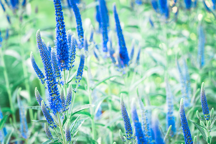 Grow Blue Bouquet in your garden to attract butterflies.