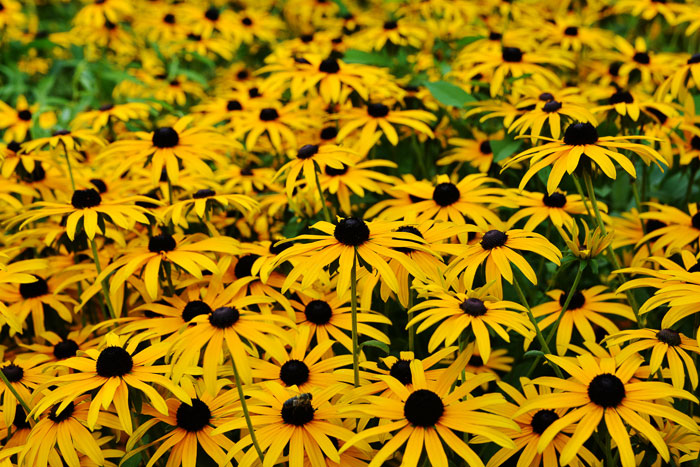 Grow black eyed susans flowers in your garden to attract butterflies