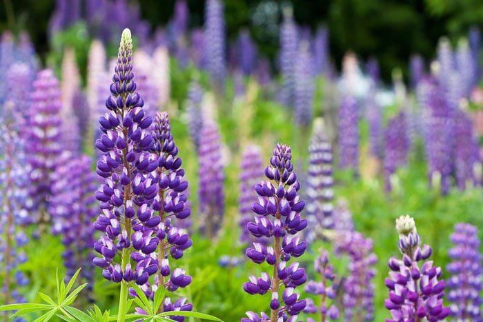 Grow lupine flowers in your garden to help attract butterflies.