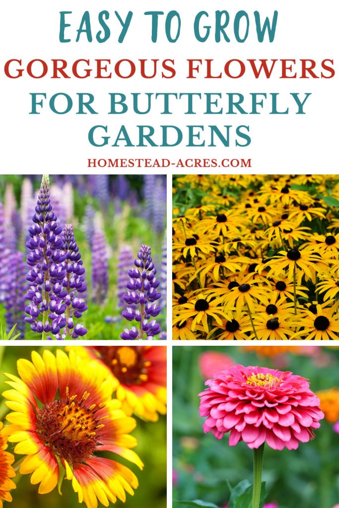 Easy to grow gorgeous flowers for butterfly gardens.