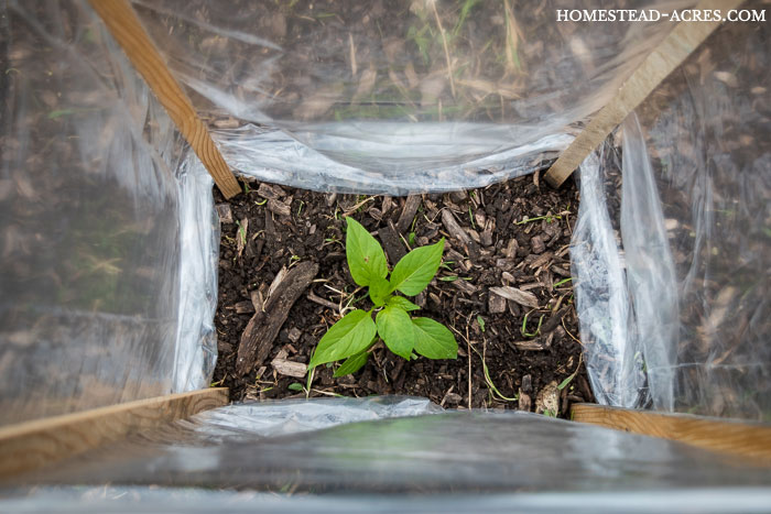 Easiest Way To Protect Pepper And Tomato Plants From The Cold ...