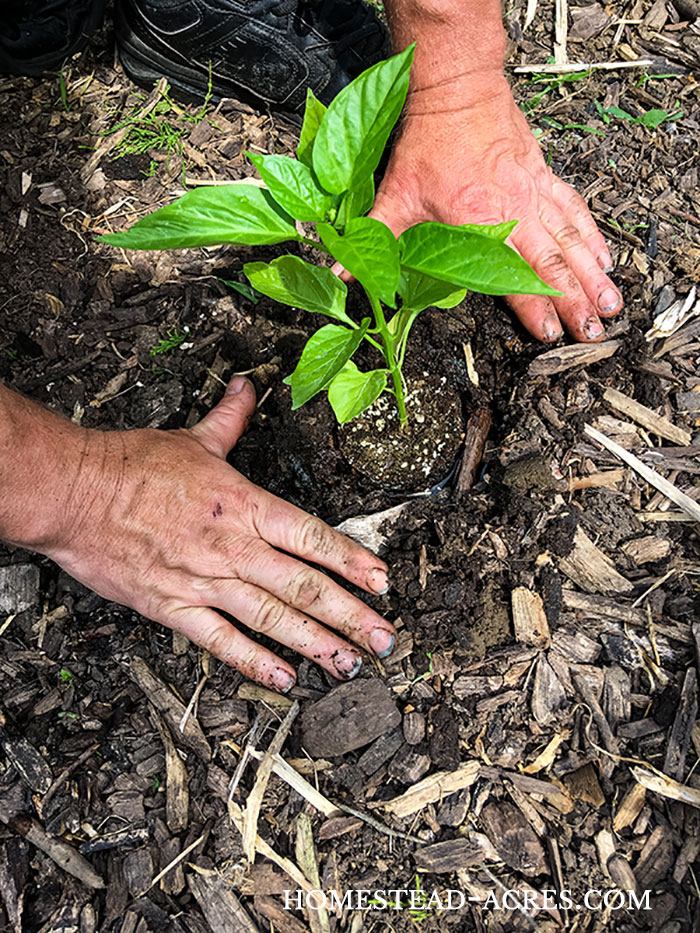 How To Grow Bell Peppers (Plant, Grow, And Harvest