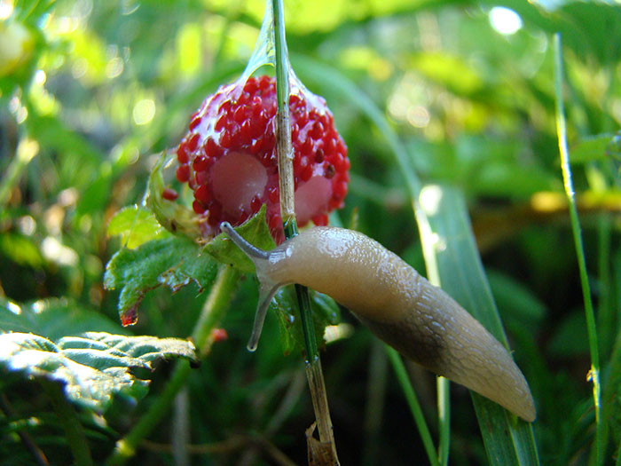 How To Get Rid Of Slugs In Your Garden - Homestead Acres
