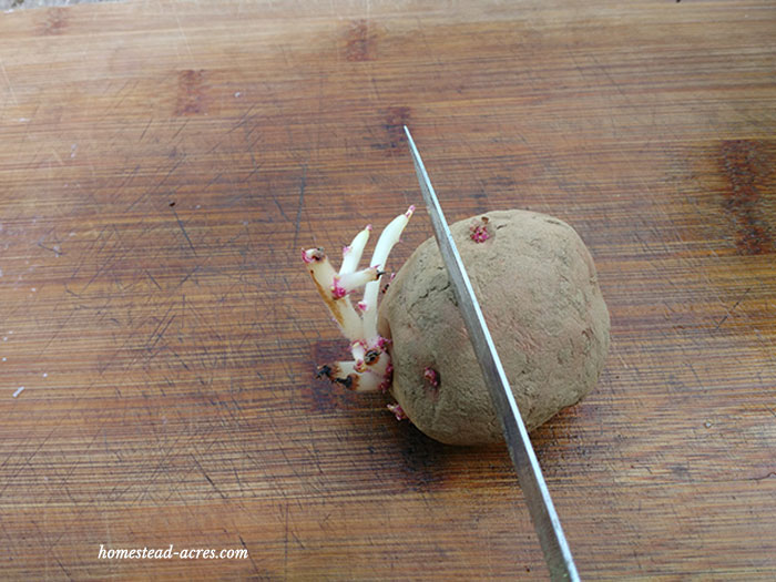 How To Grow Potatoes (Everything You Need) Homestead Acres