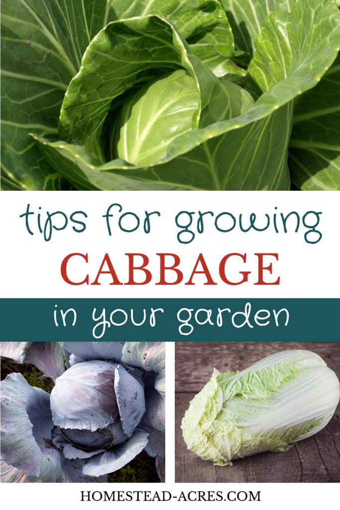 How To Grow Cabbage (Plant, Grow and Harvest) Homestead