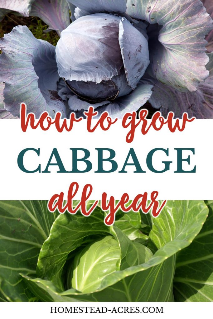 How To Grow Cabbage (Plant, Grow and Harvest) Homestead