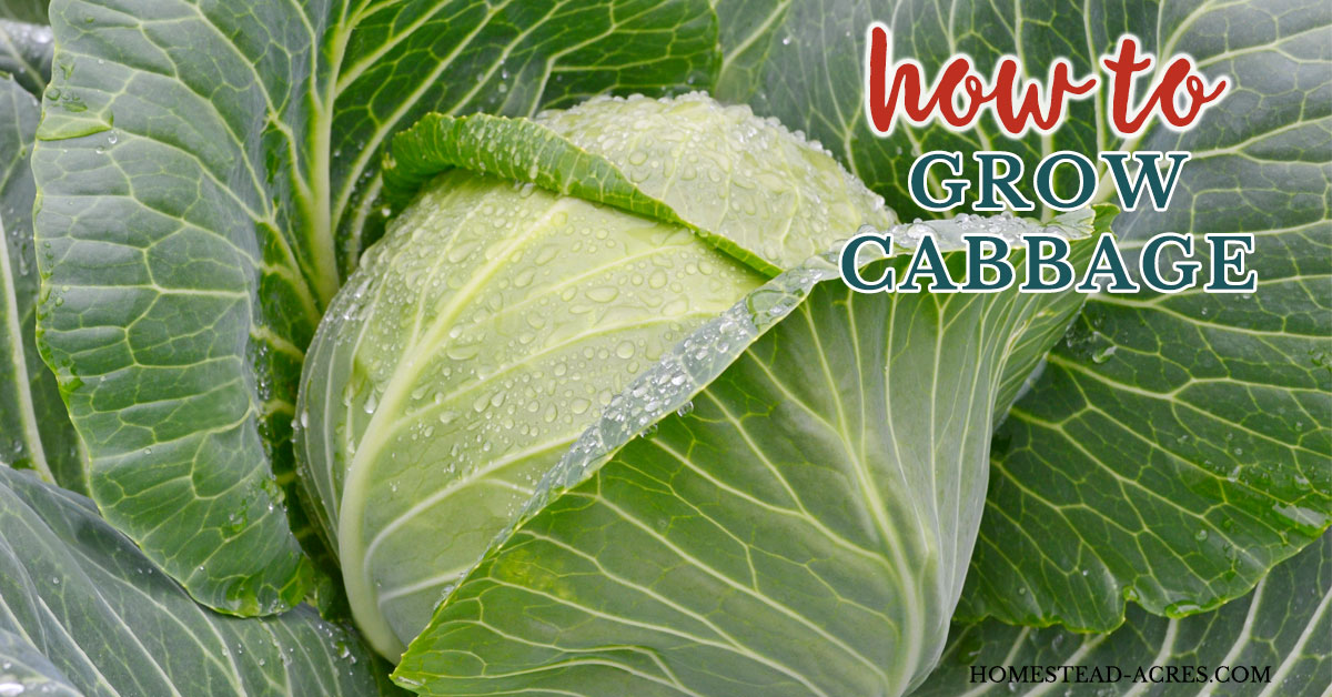 How To Grow Cabbage (Plant, Grow and Harvest) - Homestead Acres
