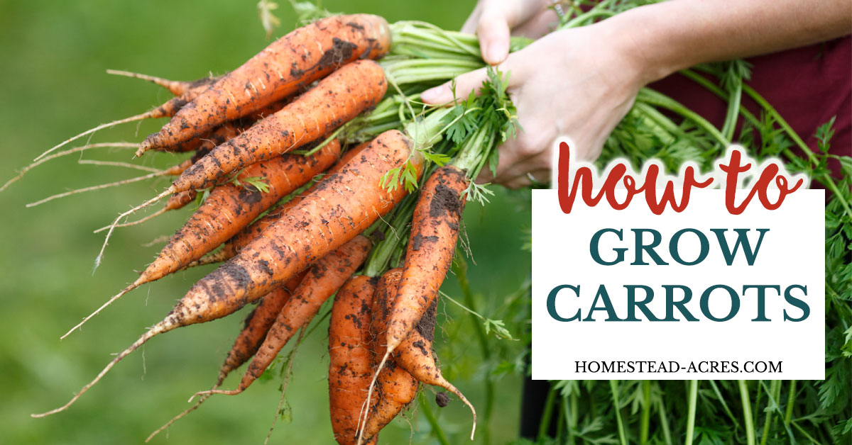 How To Grow Carrots (Sweet, Crunchy Fresh Carrots) Homestead Acres