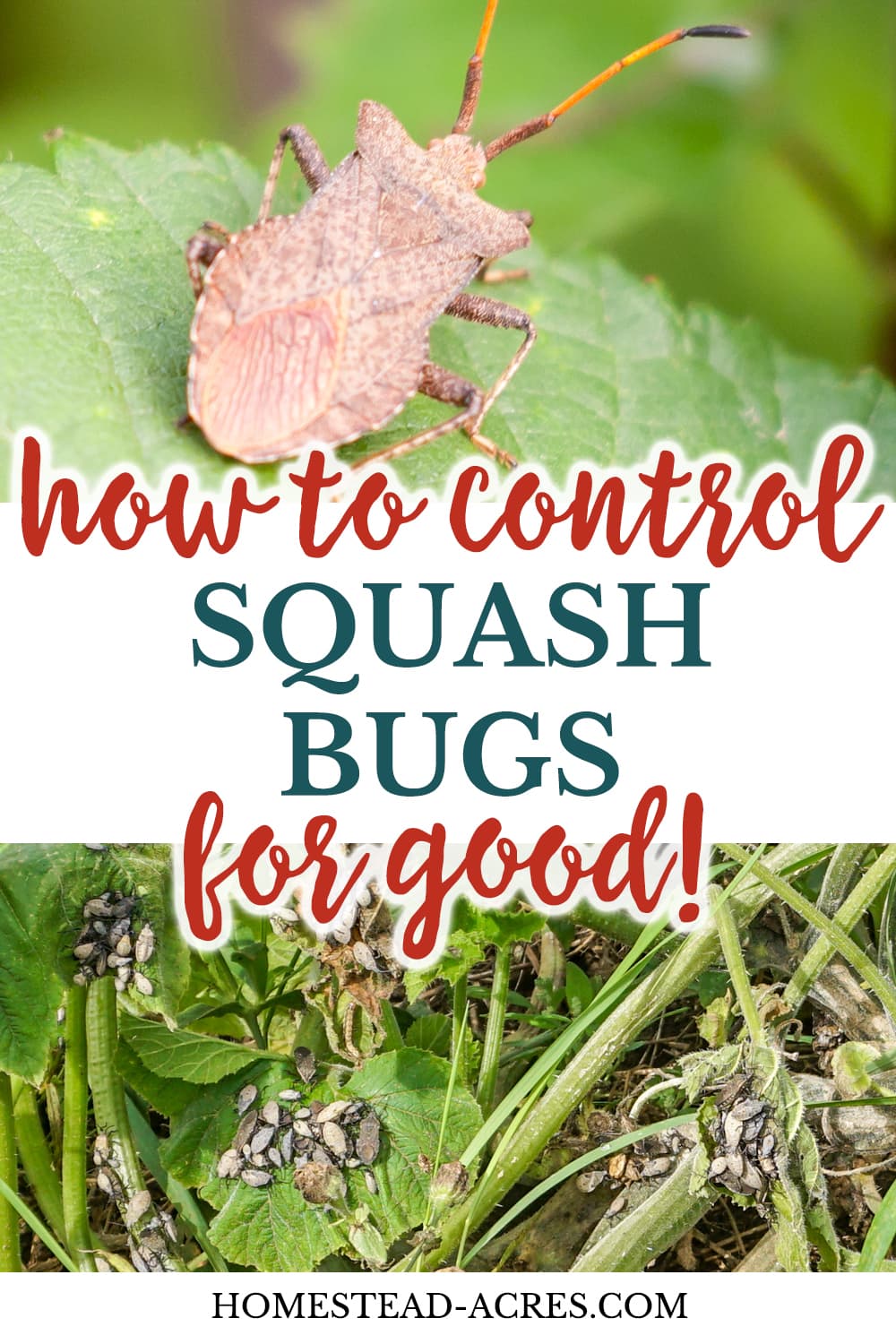 How To Get Rid Of Squash Bugs Homestead Acres How To Get Rid Of Squash Bugs Homestead Acres