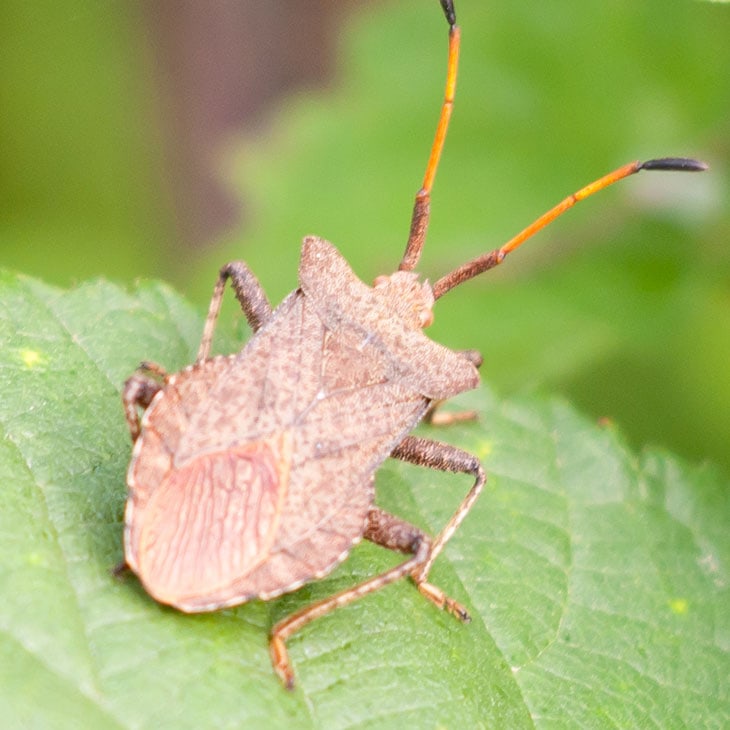 How To Get Rid Of Squash Bugs Homestead Acres