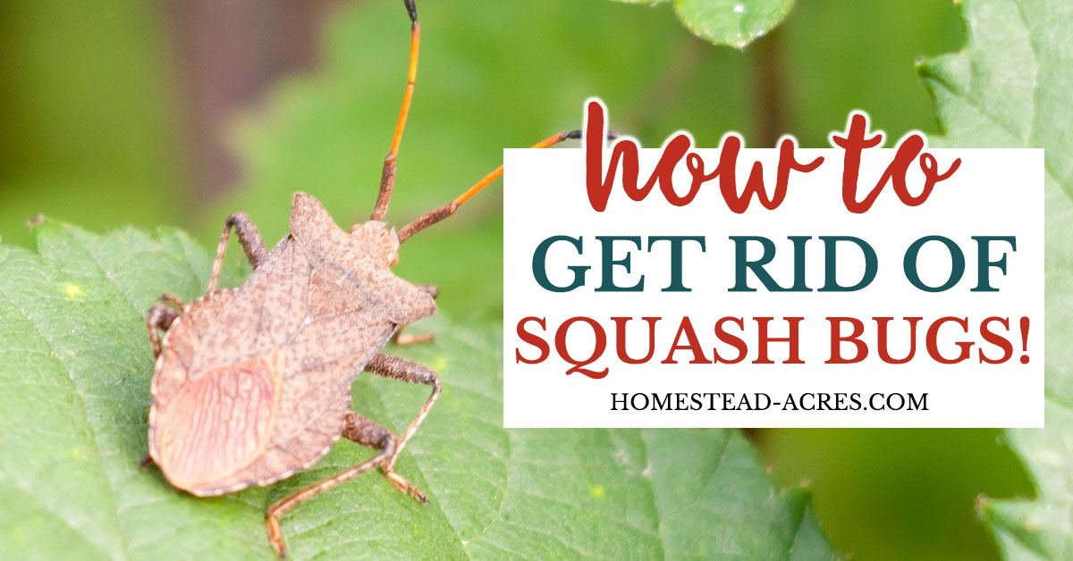 How To Get Rid Of Squash Bugs Homestead Acres How To Get Rid Of Squash Bugs Homestead Acres