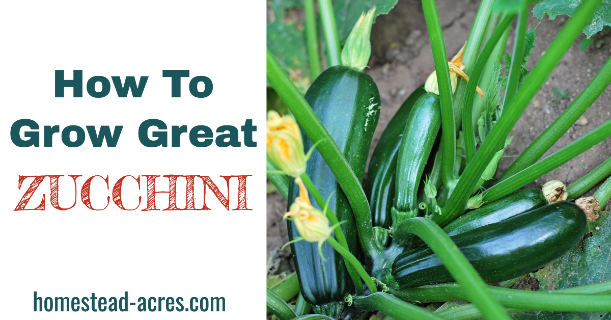 How To Grow Zucchini (From Seed To Harvest) Homestead Acres
