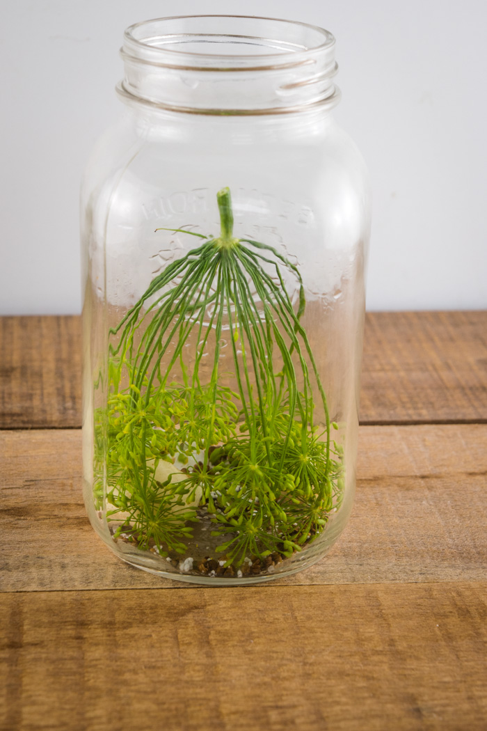 Add the dill, garlic, and pickling spice in your canning jar.