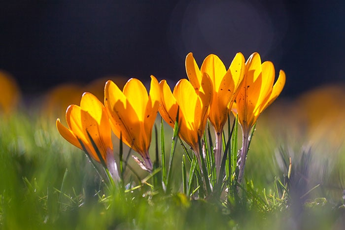 Bright yellow crocus flowers blooming in a lawn during the early spring season.