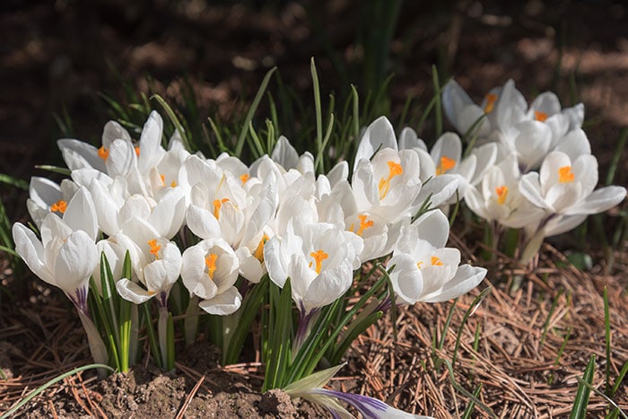 White crocus flowers blooming in a flower garden.