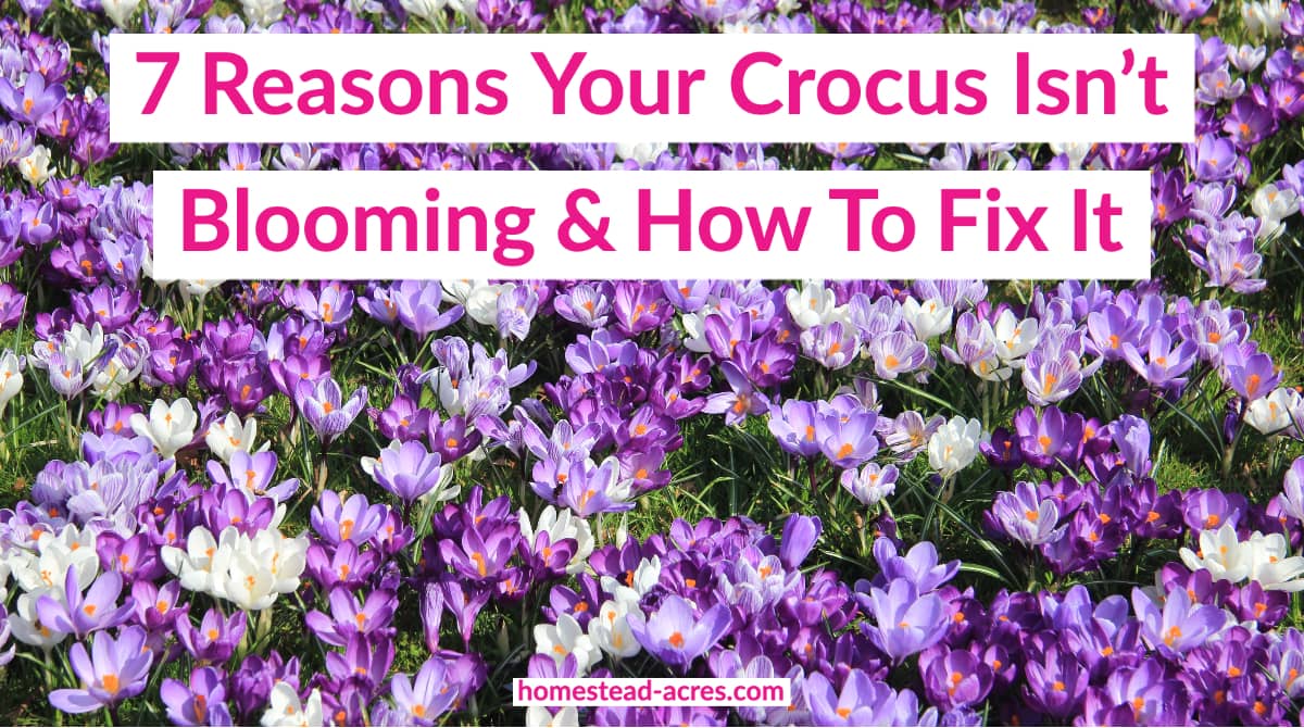 Crocus Not Flowering 7 Reasons Your Crocus Isn’t Blooming Homestead Acres