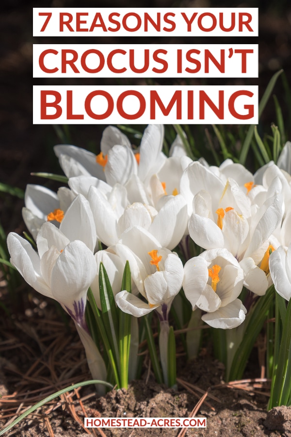 Reasons Your Crocus Isn't Blooming text overlaid on a photo of white crocus flowers blooming.