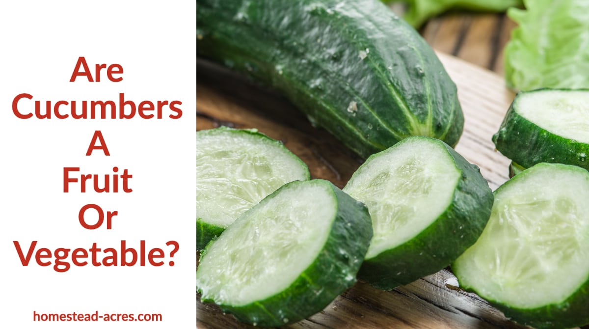 Are Cucumbers A Fruit Or Vegetable? Homestead Acres