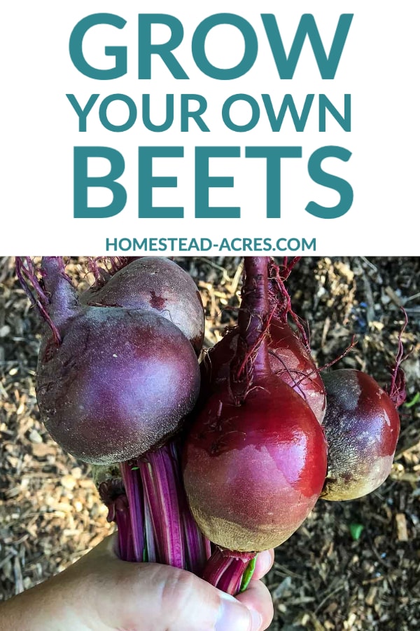 Grow Your Own Beets text overlaid on a photo of fresh beets harvested from the garden.