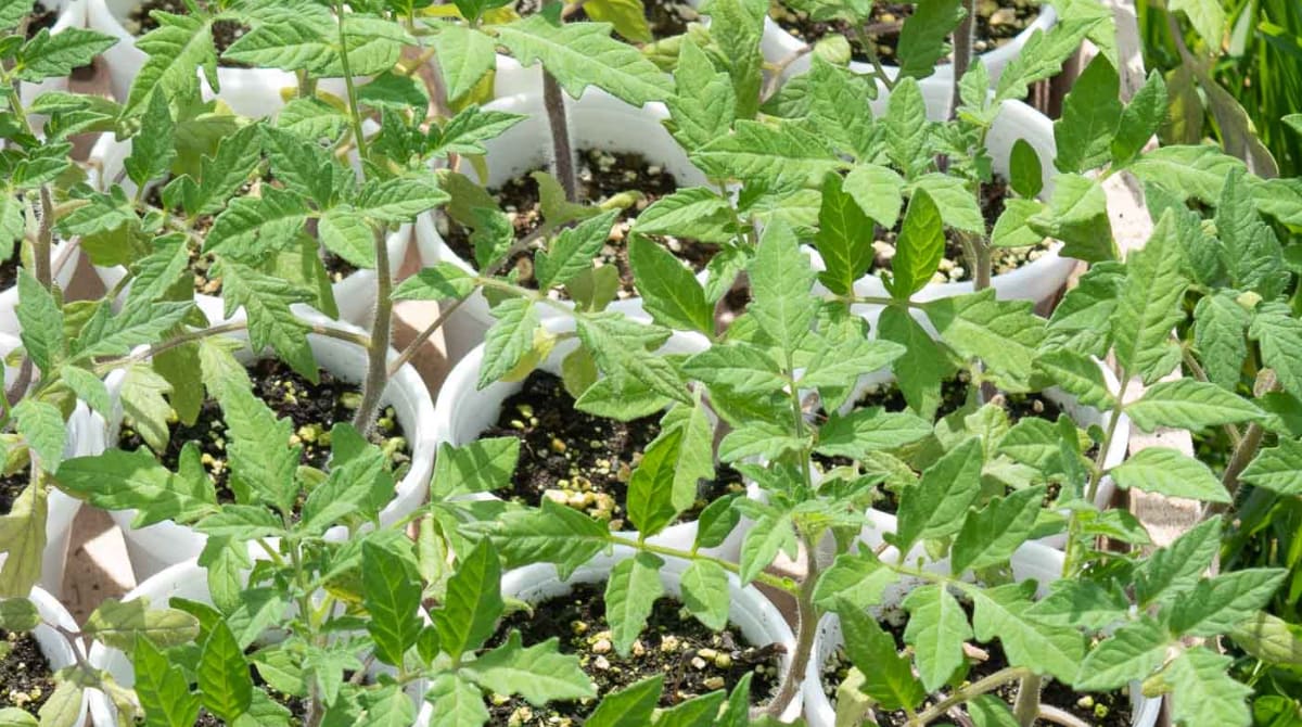 How To Harden Off Plants So Your Garden Can Thrive