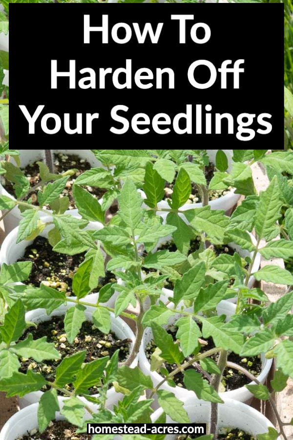 How To Harden Off Plants So Your Garden Can Thrive