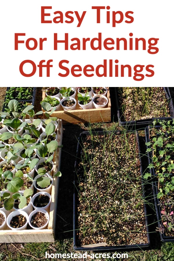 How To Harden Off Plants So Your Garden Can Thrive