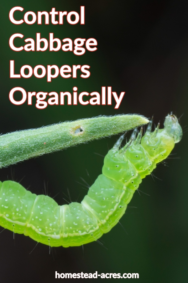 How To Get Rid Of Cabbage Loopers Homestead Acres