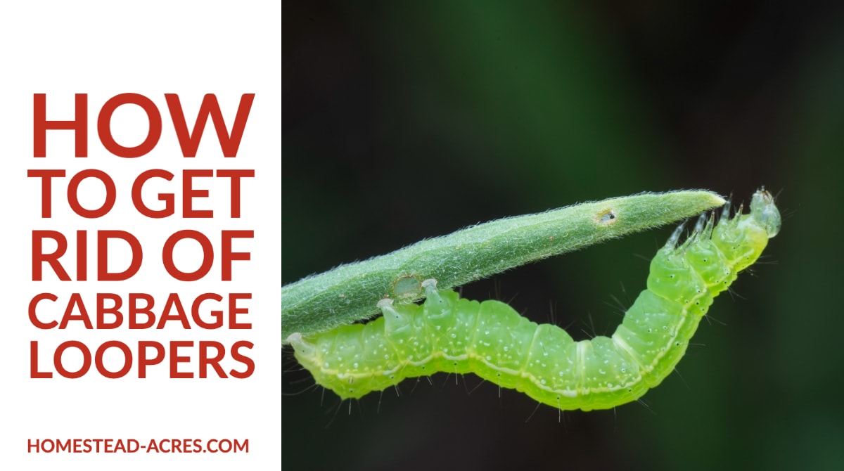 How To Get Rid Of Cabbage Loopers Homestead Acres